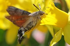 Taubenschwänzchen im Frühjahr