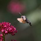 Taubenschwänzchen im Frühling