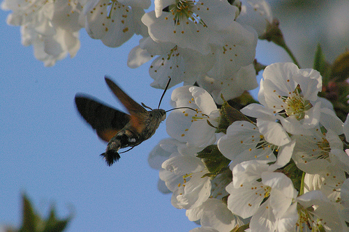 Taubenschwänzchen im Frühling