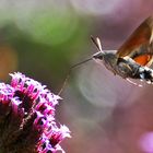 Taubenschwänzchen im herbstlichen Ambiente