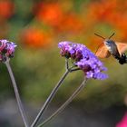 Taubenschwänzchen im herbstlichen Ambiente