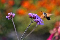 Taubenschwänzchen im herbstlichen Ambiente