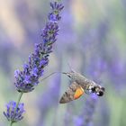 Taubenschwänzchen im Lavendel