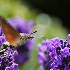 Taubenschwänzchen im "Lavendel-Rausch"