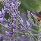 Taubenschwänzchen im Lavendelland