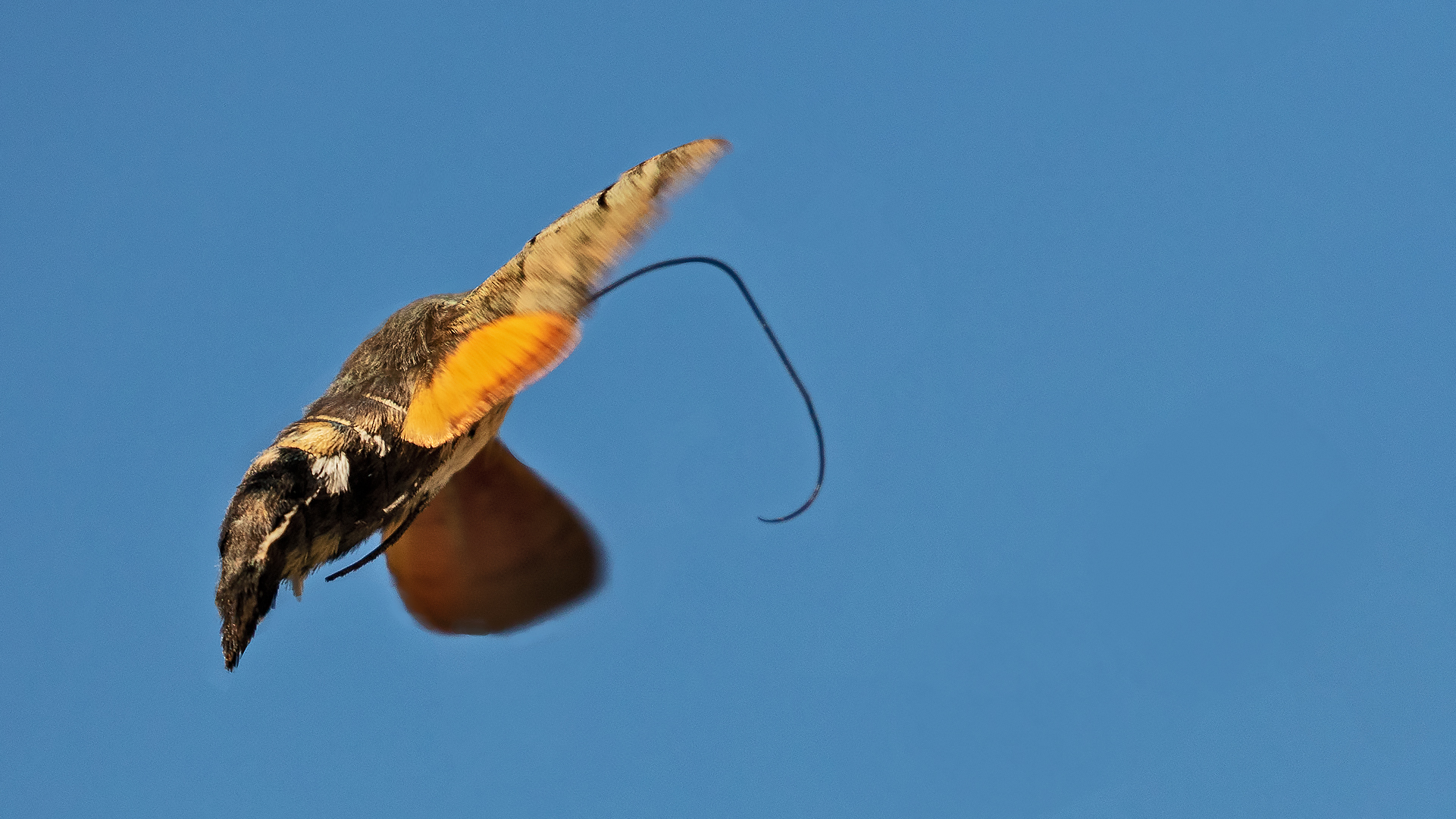 Taubenschwänzchen im Messerflug