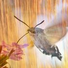 Taubenschwänzchen im mystischen Wisch-Wald