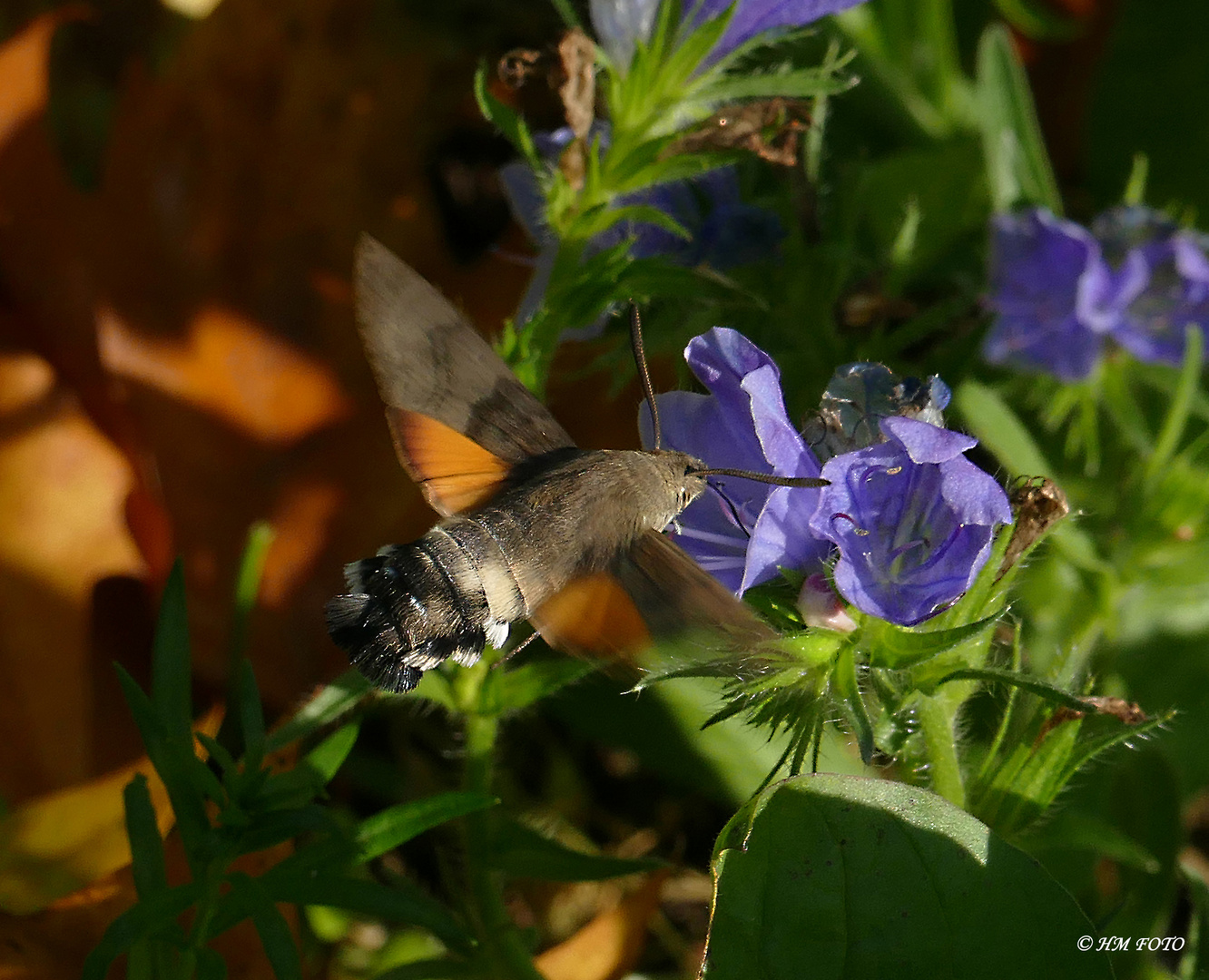 Taubenschwänzchen im November