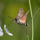 Taubenschwänzchen im Oktober