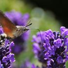 Taubenschwänzchen im "Schwirr-Anflug"