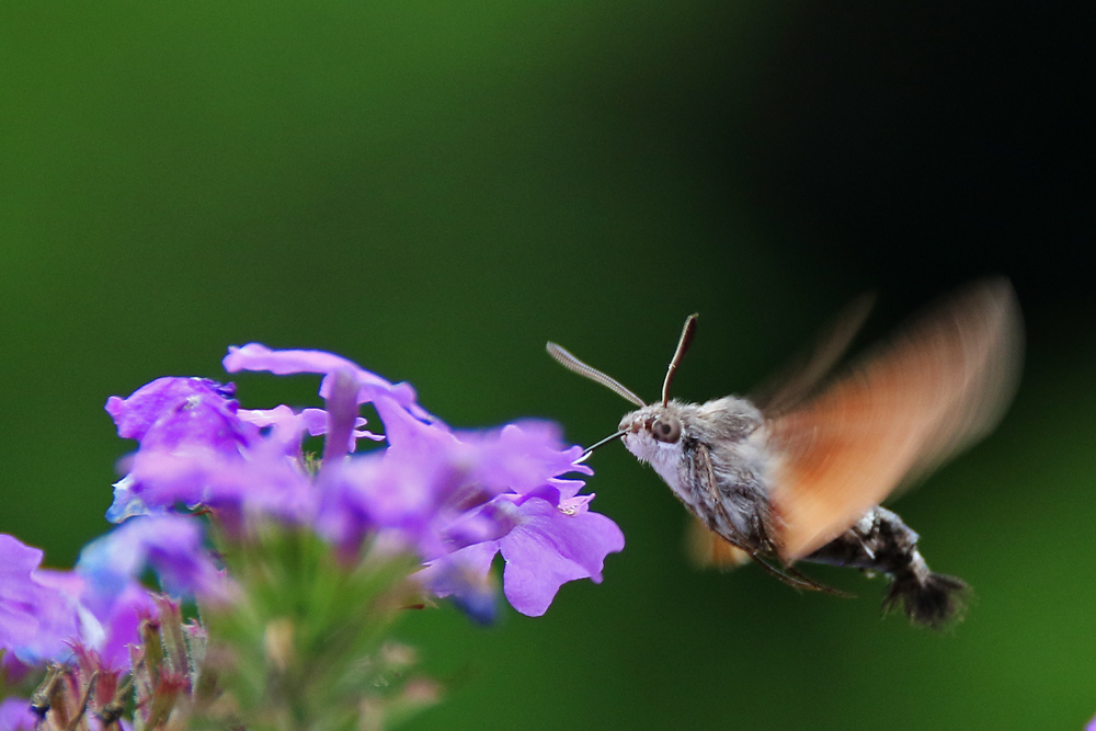 Taubenschwänzchen im Schwirrflug