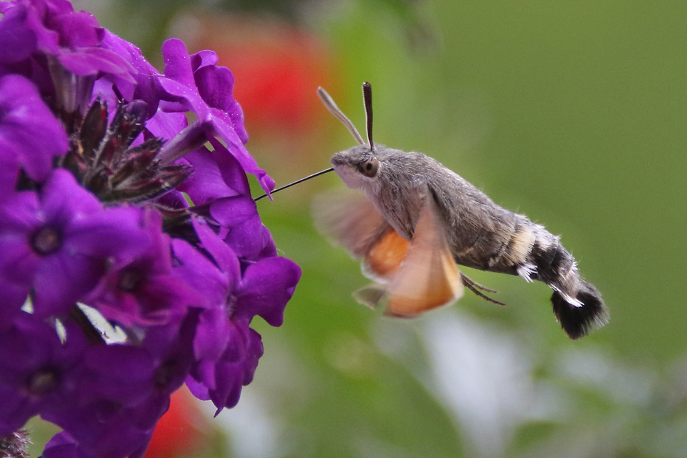 Taubenschwänzchen im Schwirrflug