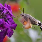 Taubenschwänzchen im Schwirrflug