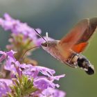 Taubenschwänzchen im Schwirrflug