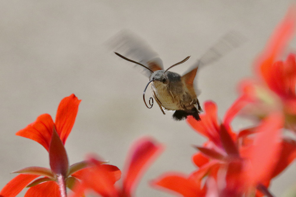 Taubenschwänzchen im Schwirrflug