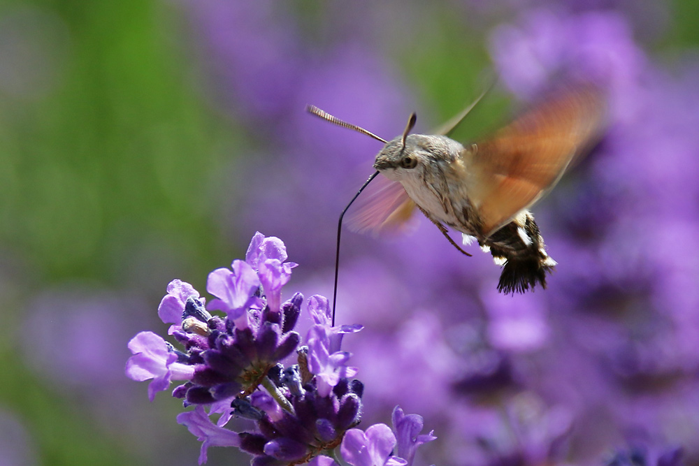 Taubenschwänzchen im Schwirrflug am Lavendel