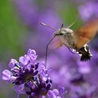 Taubenschwänzchen im Schwirrflug am Lavendel