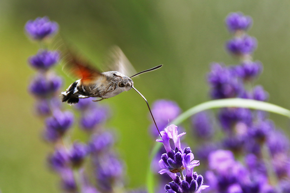 Taubenschwänzchen im Schwirrflug an der Blüte