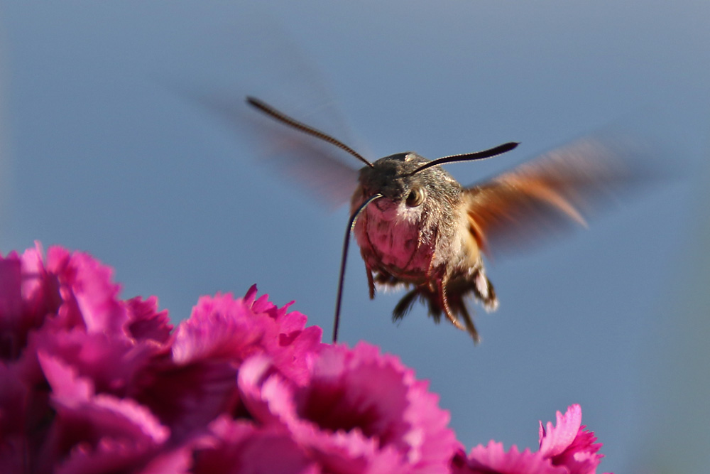 Taubenschwänzchen im Schwirrflug an der Blüte