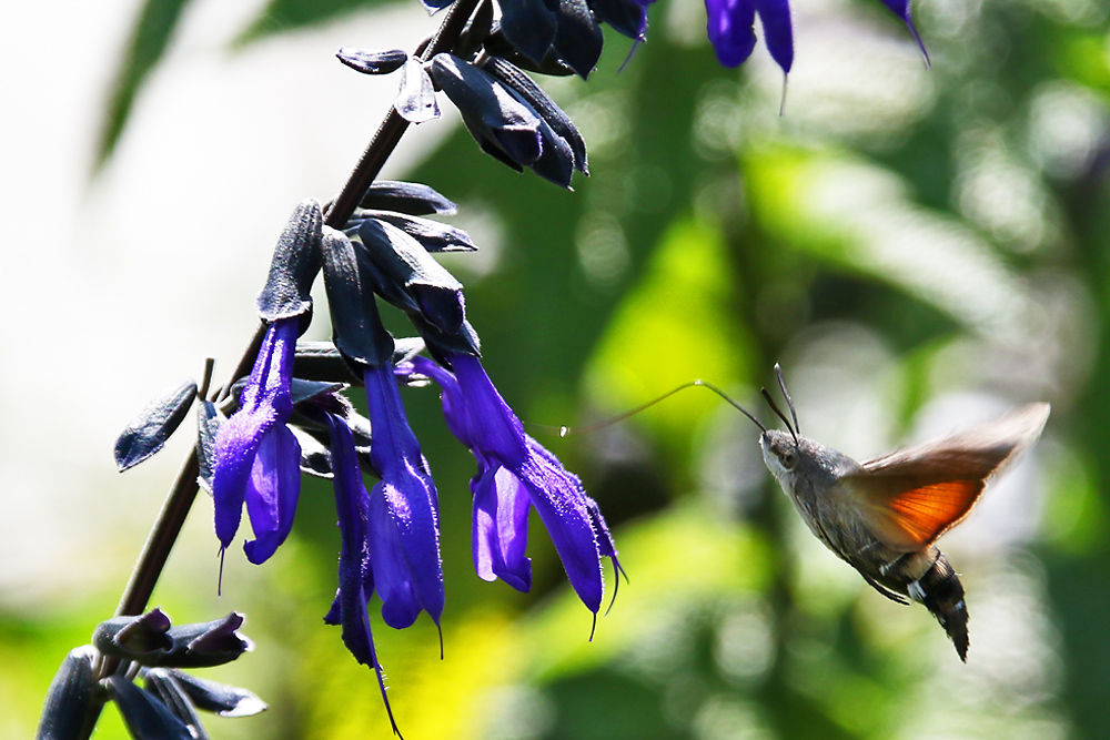 Taubenschwänzchen im Schwirrflug an der Blüte