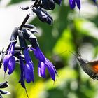 Taubenschwänzchen im Schwirrflug an der Blüte