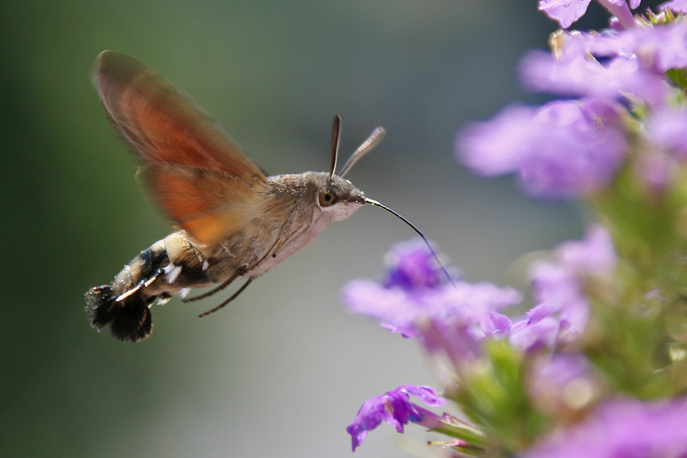 Taubenschwänzchen im Schwirrflug an der Blüte