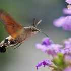 Taubenschwänzchen im Schwirrflug an der Blüte