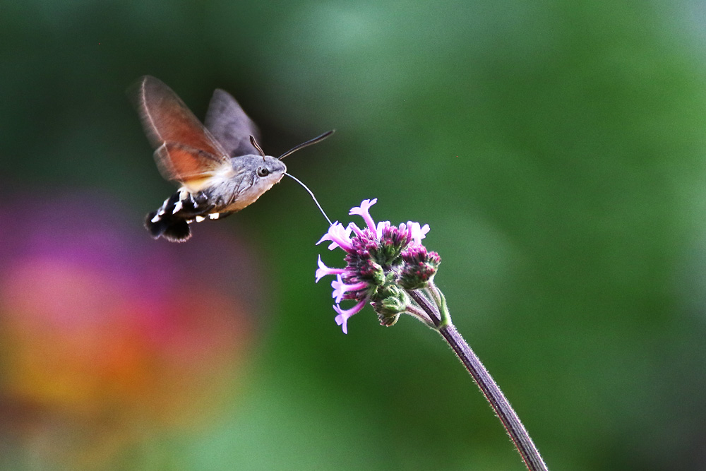 Taubenschwänzchen im Schwirrflug an der Blüte