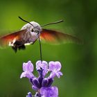 Taubenschwänzchen im Schwirrflug