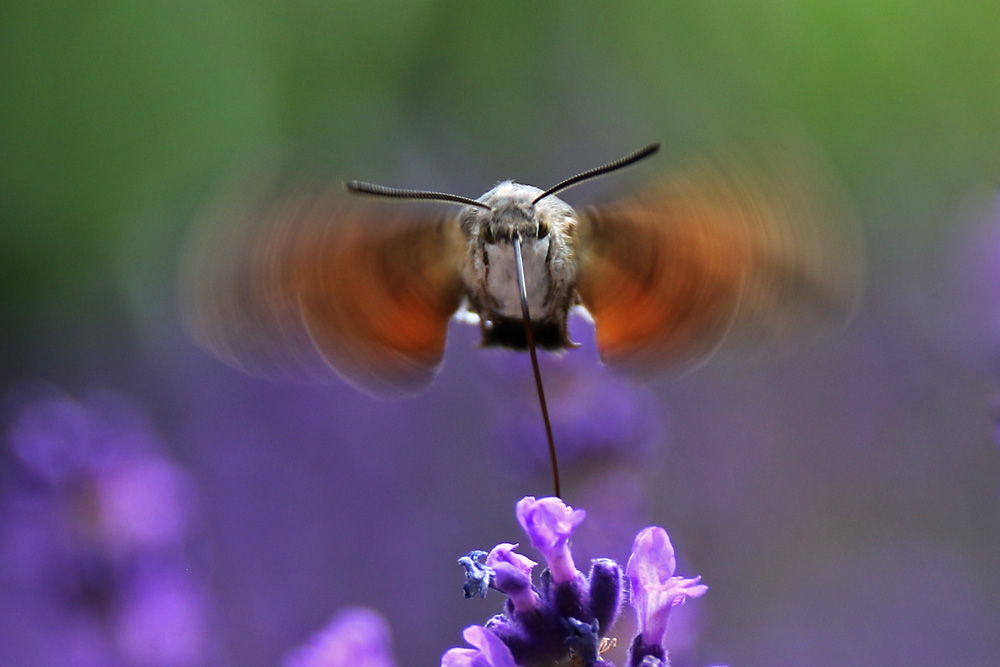 Taubenschwänzchen im Schwirrflug