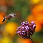 Taubenschwänzchen im Schwirrflug im Farbenland