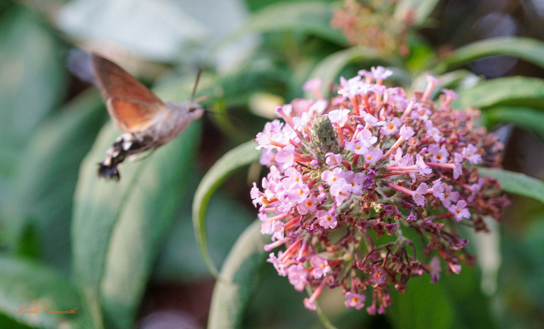 Taubenschwänzchen im Sommerflieder