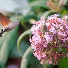 Taubenschwänzchen im Sommerflieder