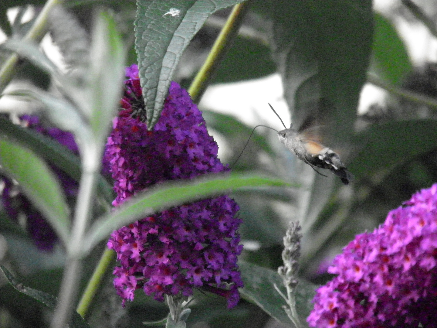 Taubenschwänzchen im Sommerflieder