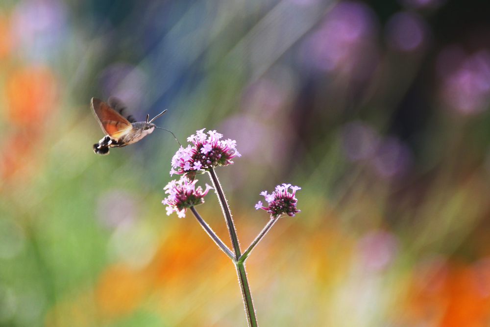 Taubenschwänzchen im sommerlichen Farbenambiente