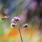 Taubenschwänzchen im sommerlichen Farbenambiente