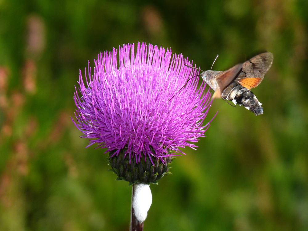 Taubenschwänzchen im Sumava-Nationalpark bei Modrava