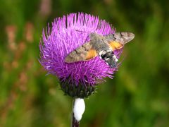 Taubenschwänzchen im Sumava-Nationalpark bei Modrava (2)