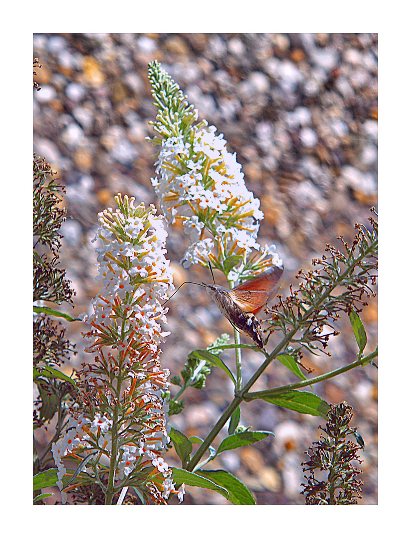 Taubenschwänzchen im weißen Sommerflieder