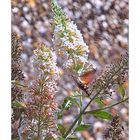 Taubenschwänzchen im weißen Sommerflieder