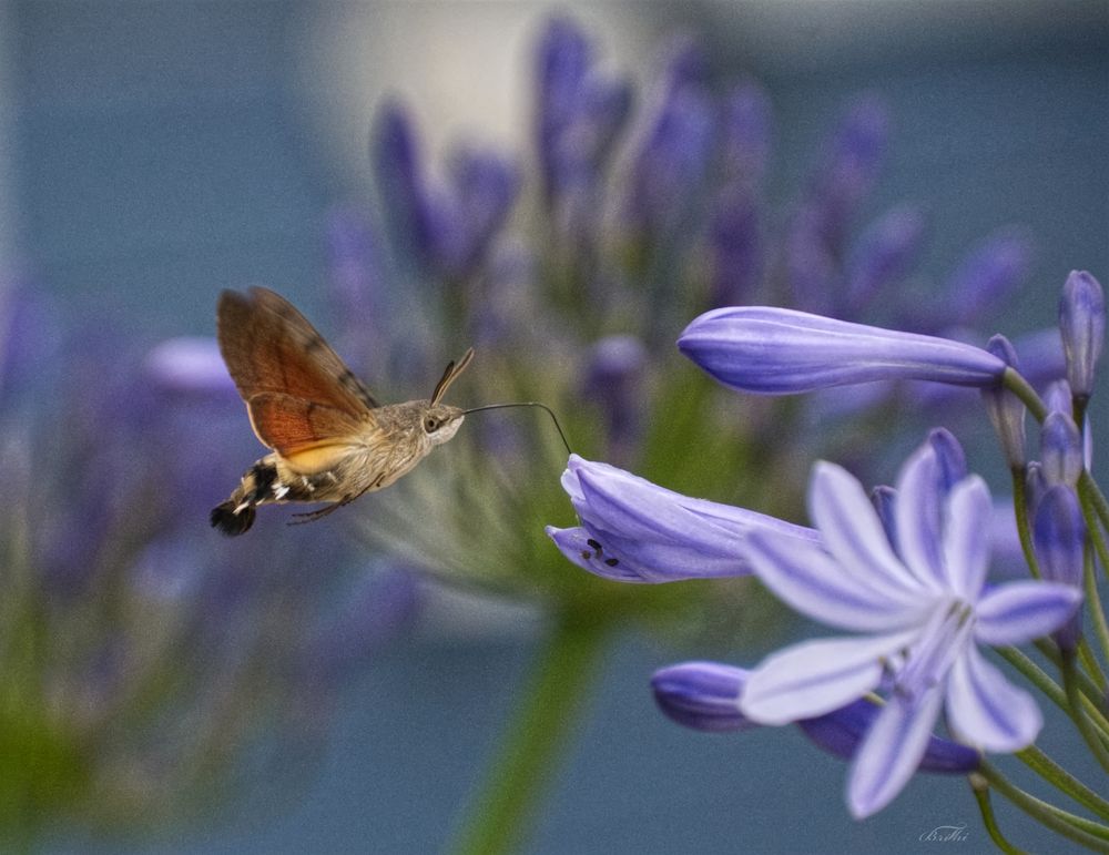 Taubenschwänzchen in dcer Agapanthus