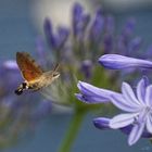 Taubenschwänzchen in dcer Agapanthus