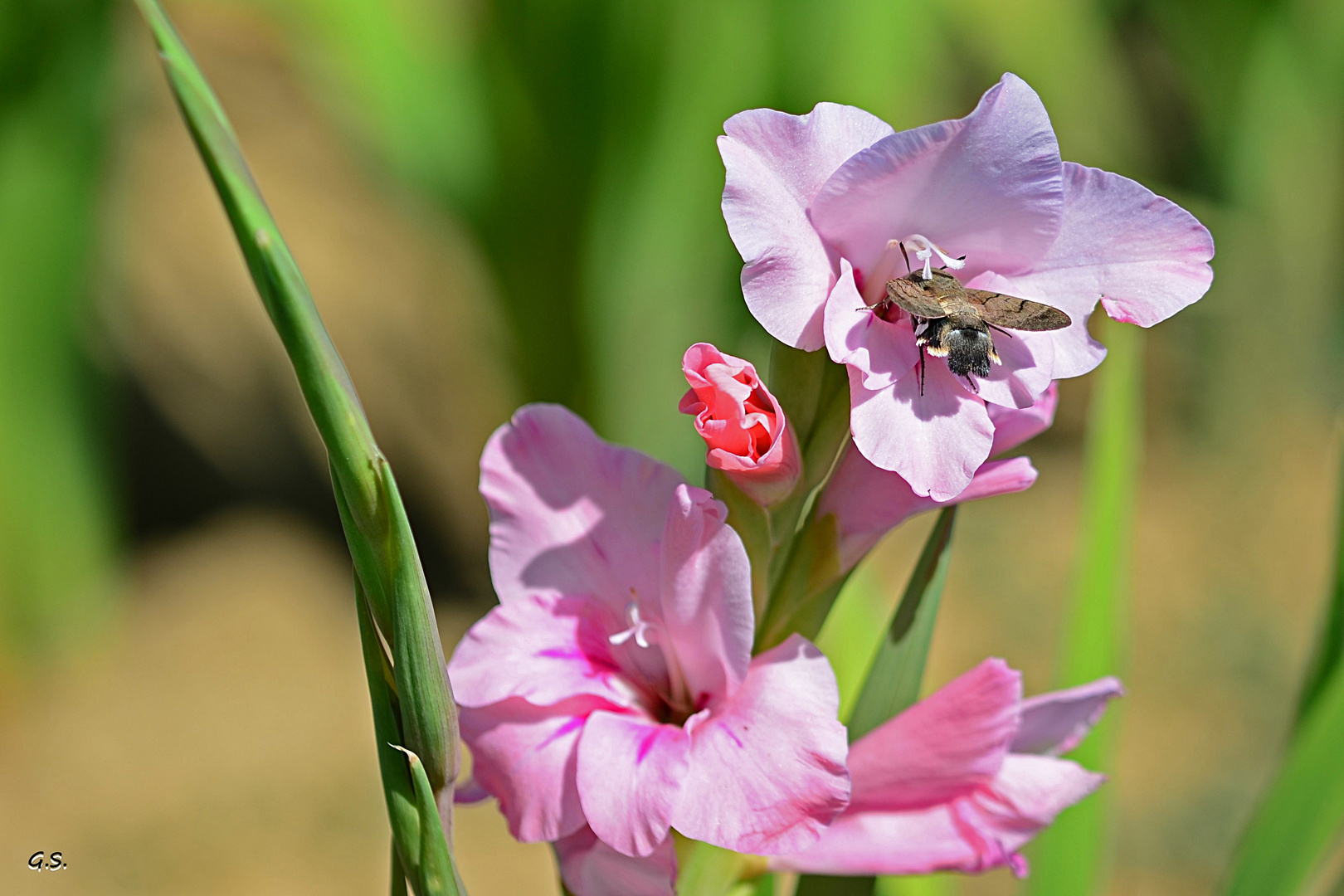 Taubenschwänzchen in der Gladiole