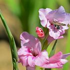 Taubenschwänzchen in der Gladiole