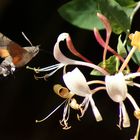 Taubenschwänzchen in Flug