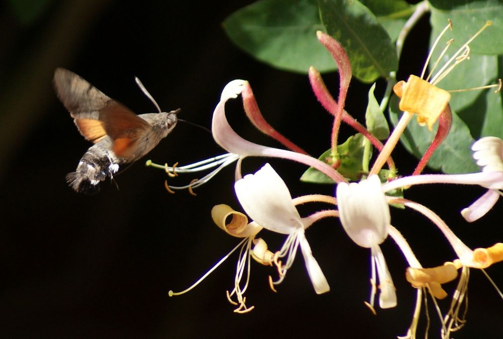 Taubenschwänzchen in Flug by larsherrmann 