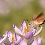 03 Natur - Frühling