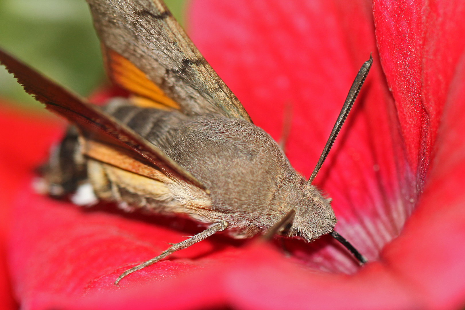 Taubenschwänzchen in Petunienblüte