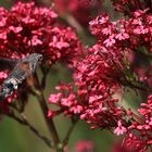 taubenschwänzchen in rot