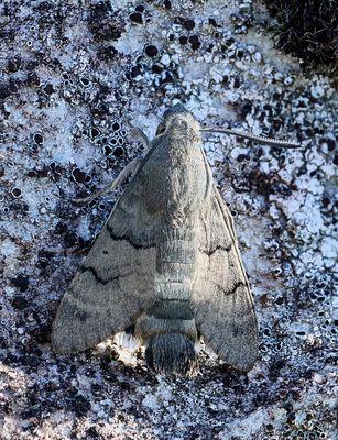 Taubenschwänzchen in Ruhe